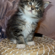 Maine Coon chaton vendu 1750 €