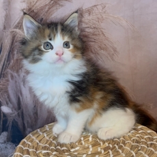 Adoption chaton Maine Coon au prix de 1750 €