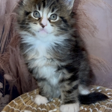 Maine Coon chaton vendu 1700 €