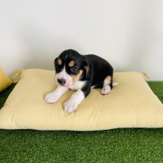 Beagle chiot vendu 560 €