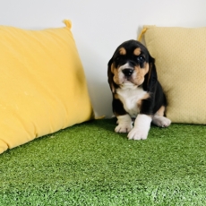 Chiot Beagle à adopter au prix de 560 €