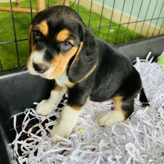 Beagle chiot vendu 560 €