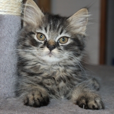 Chaton British Longhair à adopter au prix de 1200 €