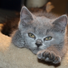 Acheter British Shorthair bébé pour 1200 €