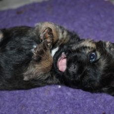 Adoption chiot Border Terrier au prix de 1300 €