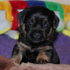 Chiot Border Terrier à adopter au prix de 1300 €