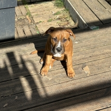 Adoption chiot American Staffordshire Terrier au prix de 700 €