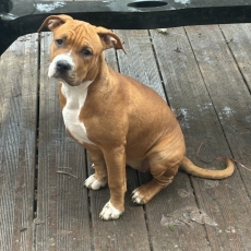 Acheter American Staffordshire Terrier bébé pour 600 €