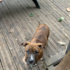 Chiot American Staffordshire Terrier à adopter au prix de 600 €