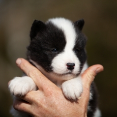 Chiot Laika de Yakoutie à adopter au prix de 1650 €