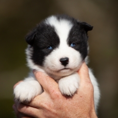 Adoption chiot Laika de Yakoutie au prix de 1650 €