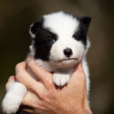 Chiot Laika de Yakoutie à adopter au prix de 1650 €