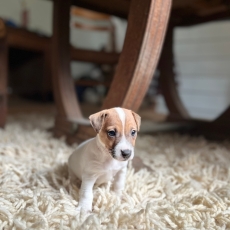 Jack Russell chiot vendu 860 €