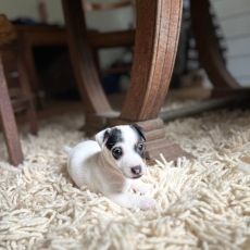 Jack Russell chiot vendu 860 €