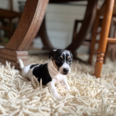 Acheter Jack Russell bébé pour 860 €