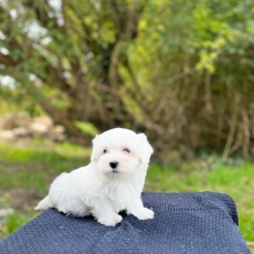 Adoption chiot Bichon Maltais au prix de 960 €