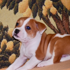 StaffordShire Bull Terrier chiot vendu 1600 €