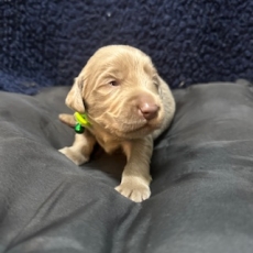 Chiot Braque Weimar poil long de race LOF avec pedigree à adopter.