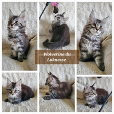 Chaton Maine Coon à adopter au prix de 1500 €