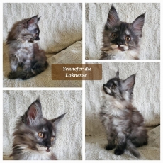 Maine Coon chaton vendu 1500 €