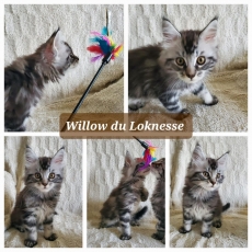 Adoption chaton Maine Coon au prix de 1500 €