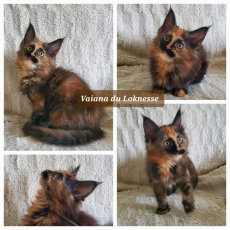 Maine Coon chaton vendu 1500 €