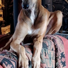 Adoption chiot Greyhound au prix de 1500 €