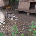 Chiot Alaskan Malamute sans pedigree  en région Grand Est.