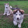 Chiot Alaskan Malamute sans pedigree  en région Grand Est.