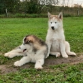 Alaskan Malamute chiot vendu 1100 €