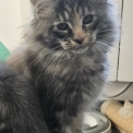 Chaton Maine Coon de race – prix 1000 €.