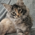 Chaton Maine Coon de race – prix 1000 €.