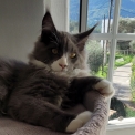 Chaton Maine Coon de race – prix 1000 €.