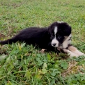 Chiot Berger australien de race  en région Nouvelle-Aquitaine.