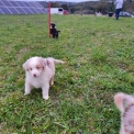 Chiot Berger australien de race  en région Nouvelle-Aquitaine.