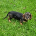 Chiot Teckel  poil dur sans pedigree  en rgion Normandie.