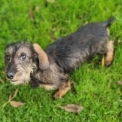 Chien Teckel  poil dur propos par llevage Le Domaine du Clos d'Estely.