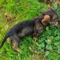 Chien Teckel  poil dur propos par llevage Le Domaine du Clos d'Estely.