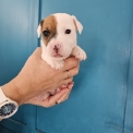 Chiot Jack Russell de race – prix 1300 €.