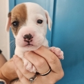 Chien Jack Russell proposé par l’élevage Chatterie dupays félin.