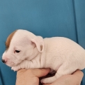 Chien Jack Russell proposé par l’élevage Chatterie dupays félin.