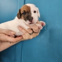 Chiot Jack Russell de race – prix 1300 €.