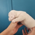 Chien Jack Russell proposé par l’élevage Chatterie dupays félin.