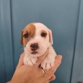 Chiot Jack Russell de race – prix 1300 €.