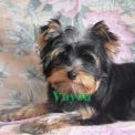 Chiot Yorkshire Terrier sans pedigree – prix 1000 €.