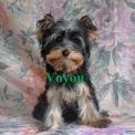 Chiot Yorkshire Terrier sans pedigree – prix 1000 €.