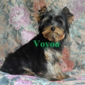 Yorkshire Terrier disponible dans le Cher