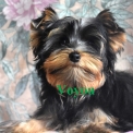 Yorkshire Terrier chiot vendu 1000 €