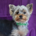 Chiot Yorkshire Terrier sans pedigree – prix 1000 €.