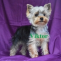 Chiot Yorkshire Terrier sans pedigree  en région Centre-Val de Loire.